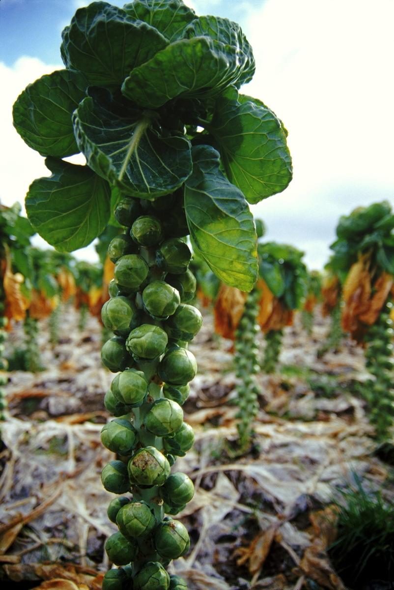 spruiten op het veld